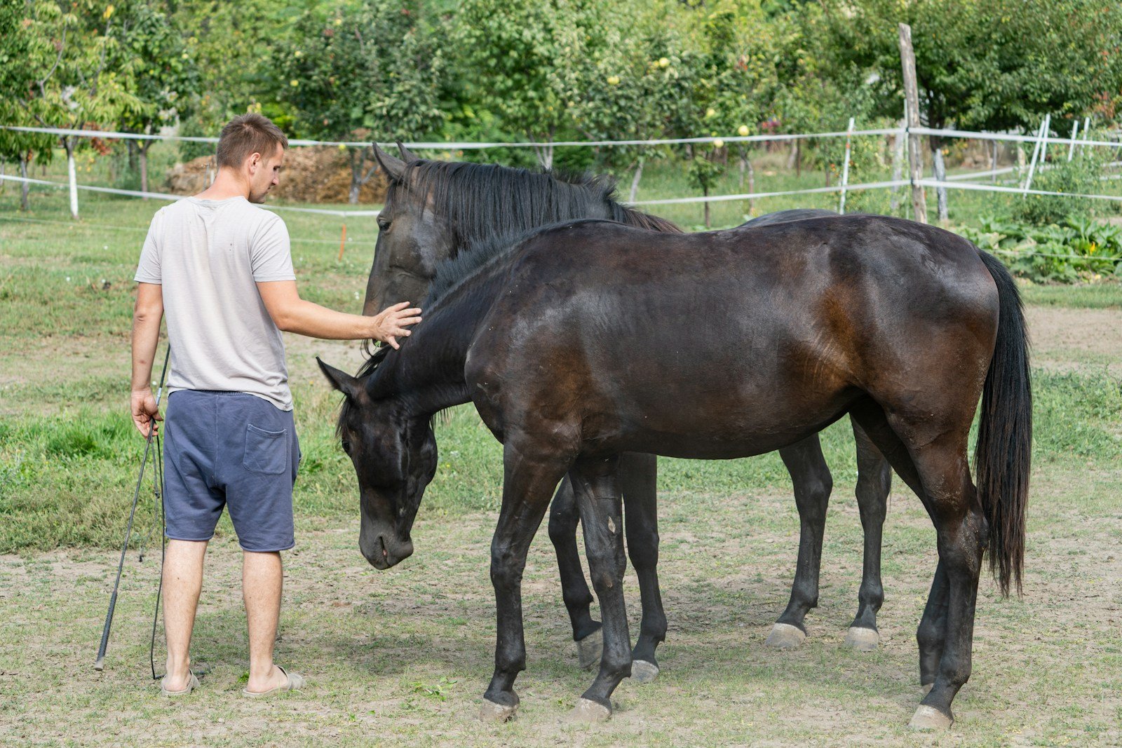Man petting two dark horses in a field